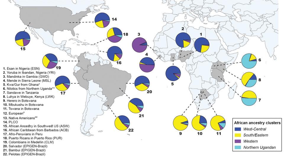Study on African Ancestry in the Americas NCI